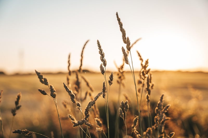 Light Grains
