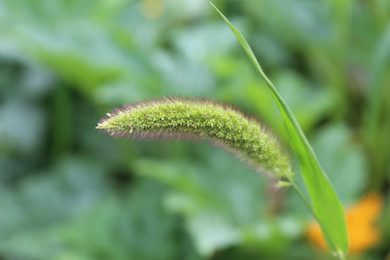 Millet